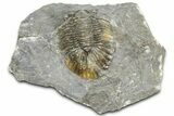 Detailed Scabriscutellum Trilobite - Morocco #363130-2